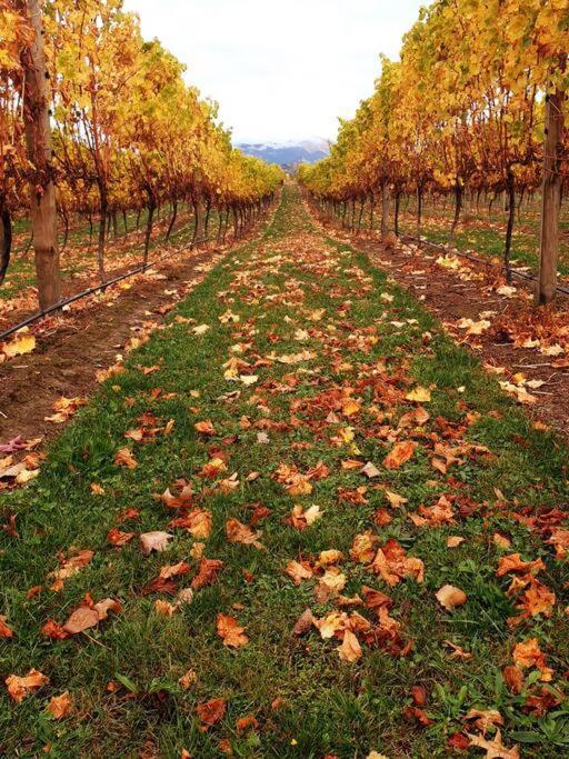 Ddog Vineyard & Bnb Renwick Zewnętrze zdjęcie