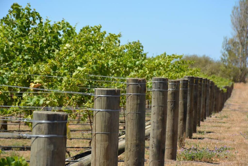 Ddog Vineyard & Bnb Renwick Zewnętrze zdjęcie
