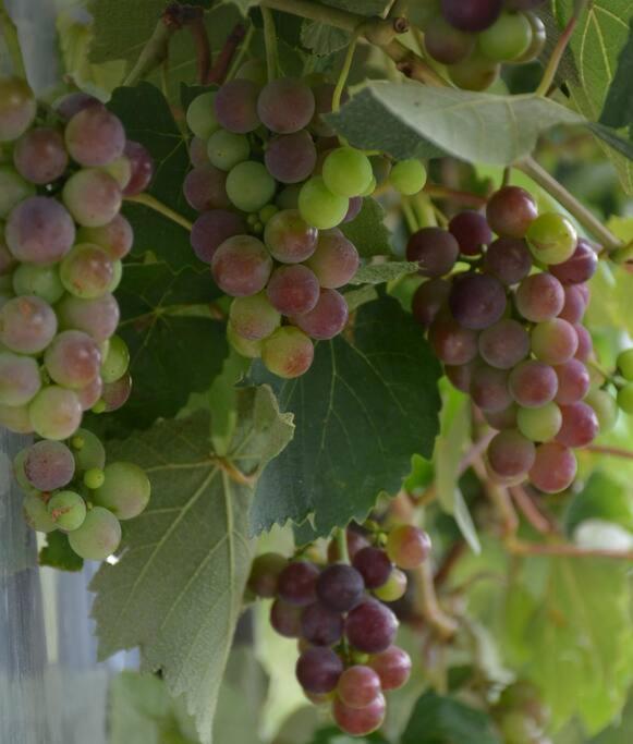 Ddog Vineyard & Bnb Renwick Zewnętrze zdjęcie