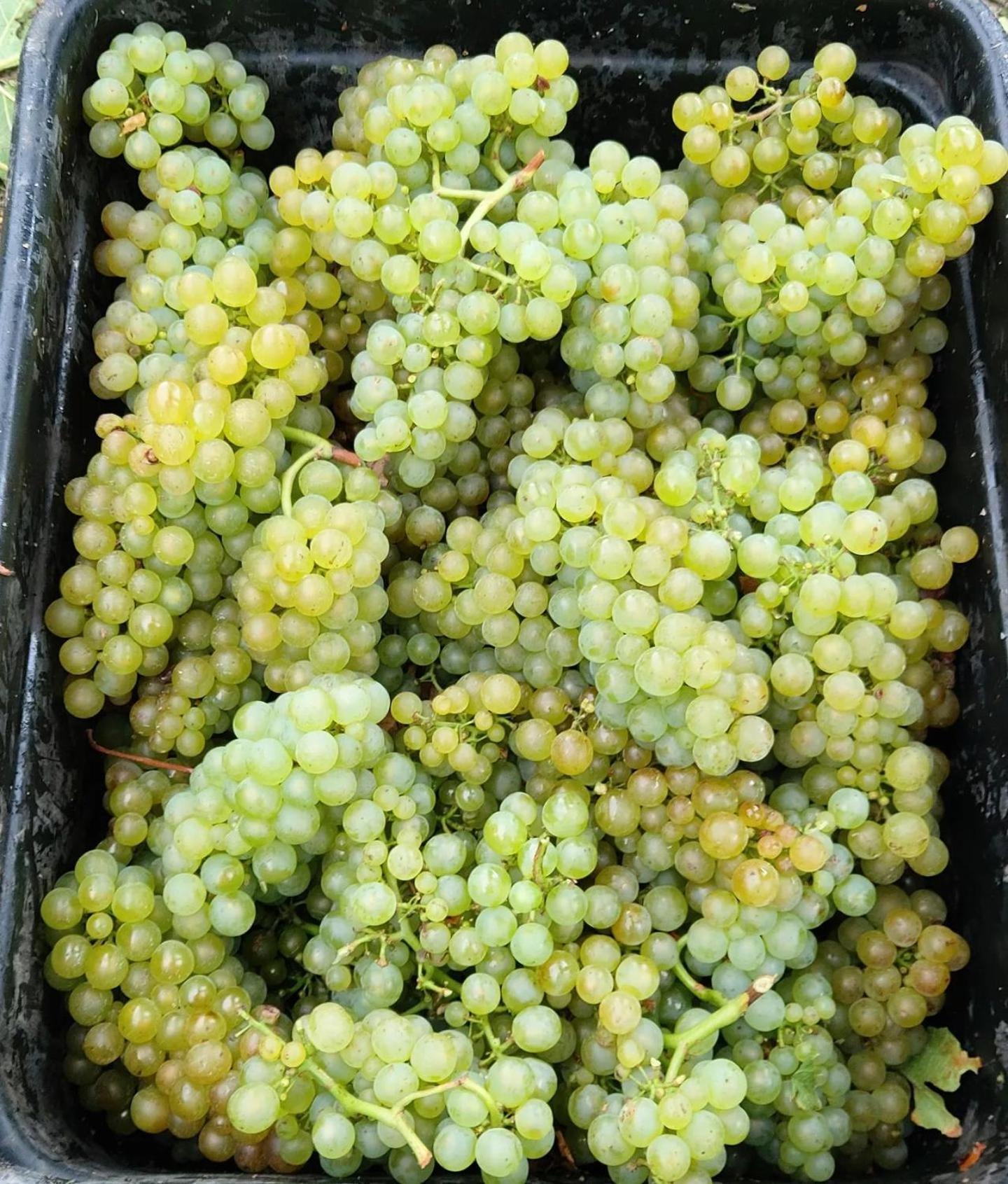 Ddog Vineyard & Bnb Renwick Zewnętrze zdjęcie