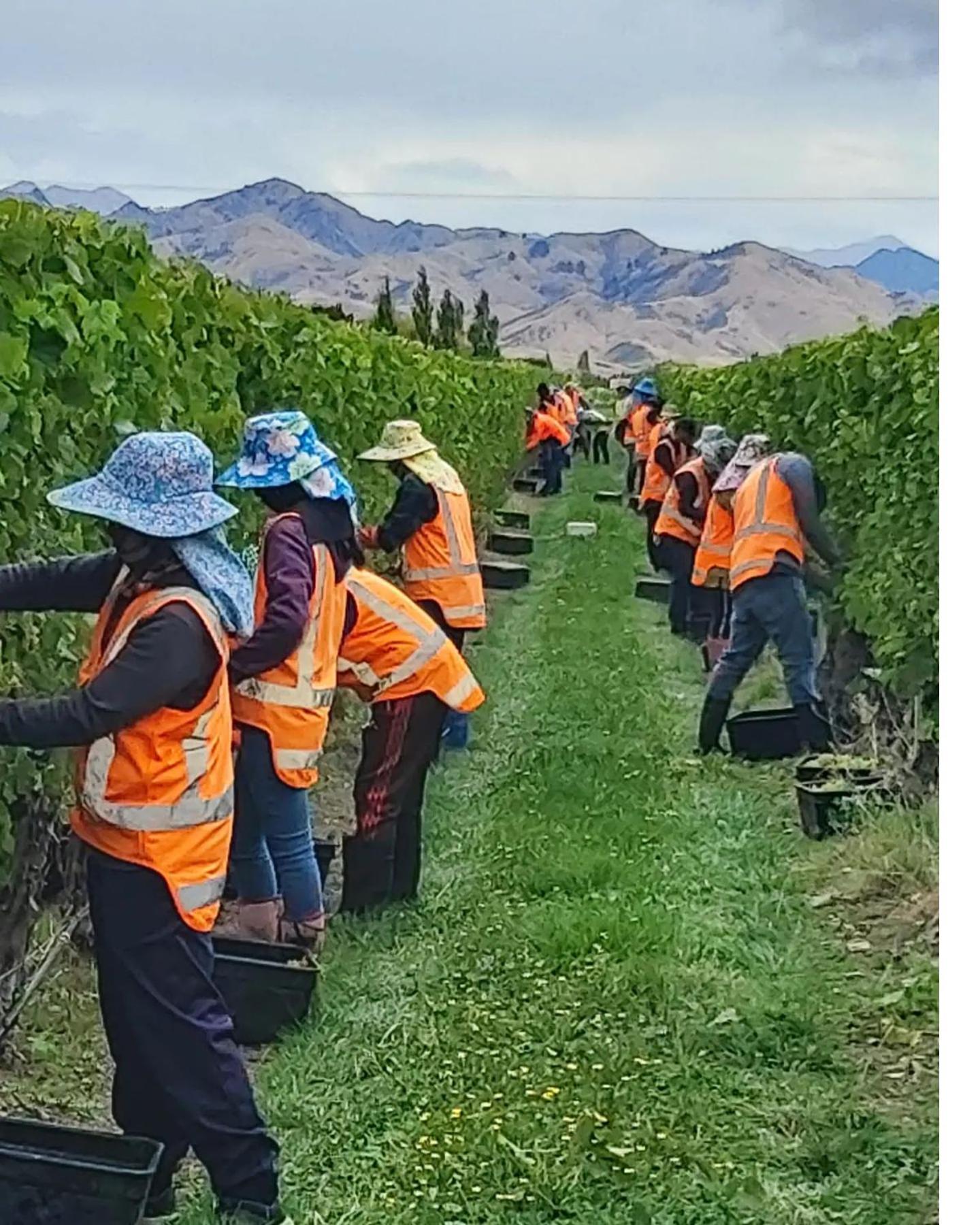 Ddog Vineyard & Bnb Renwick Zewnętrze zdjęcie