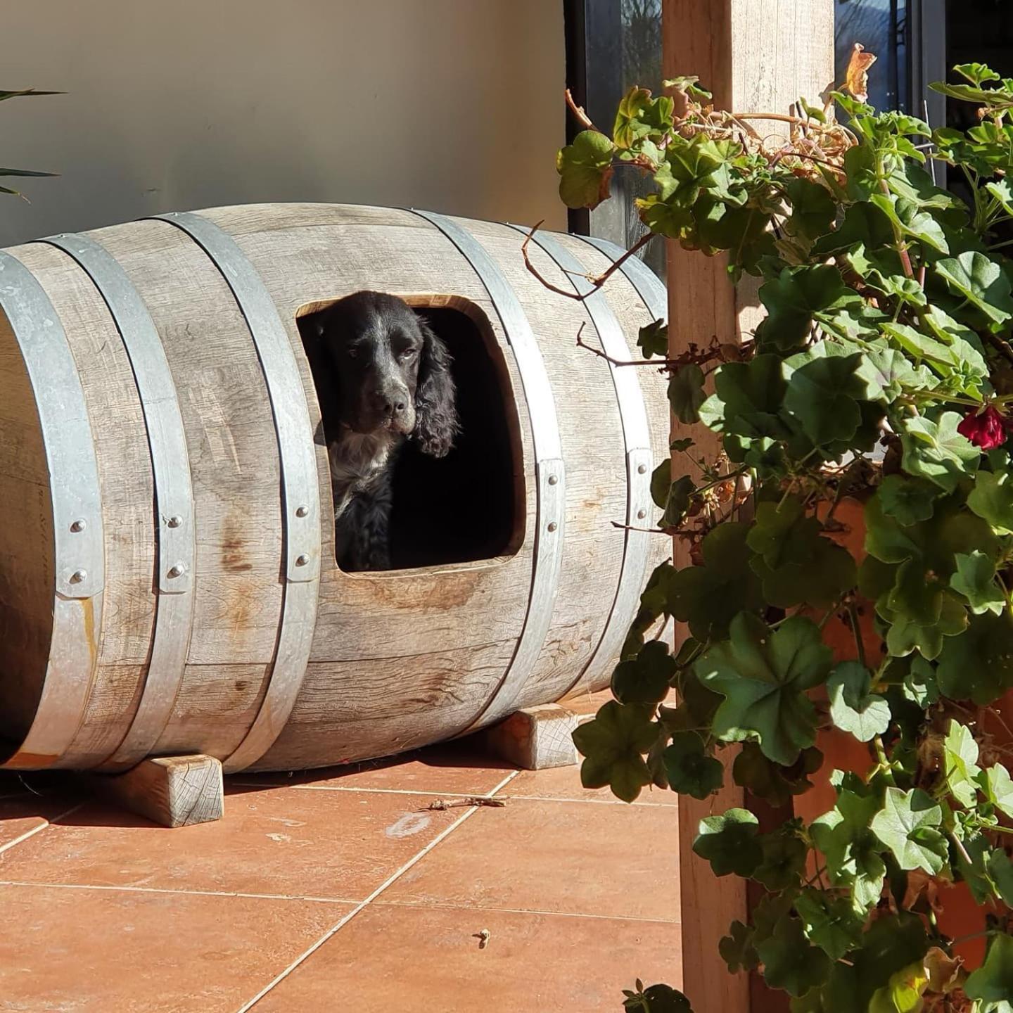 Ddog Vineyard & Bnb Renwick Zewnętrze zdjęcie