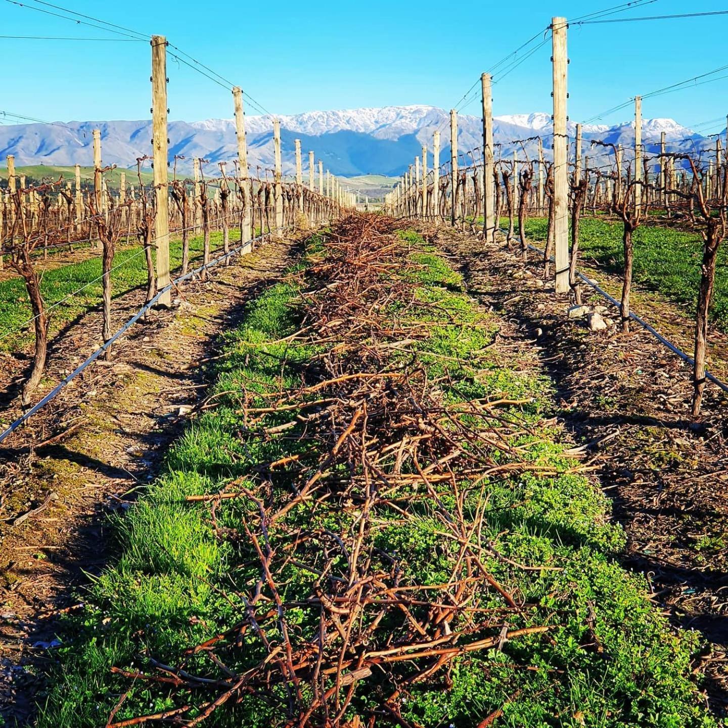 Ddog Vineyard & Bnb Renwick Zewnętrze zdjęcie