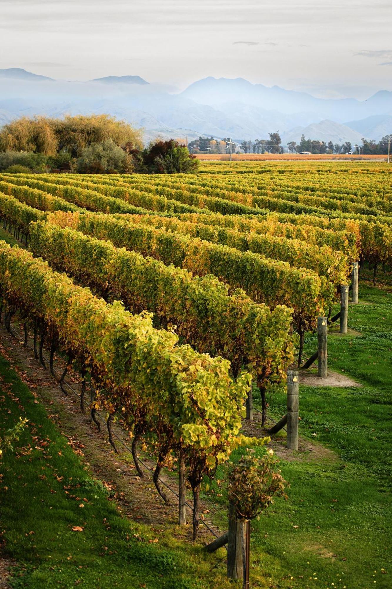Ddog Vineyard & Bnb Renwick Zewnętrze zdjęcie